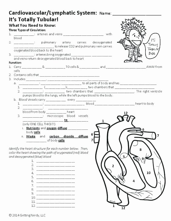 Printable Heart Diagram Human Heart Worksheets