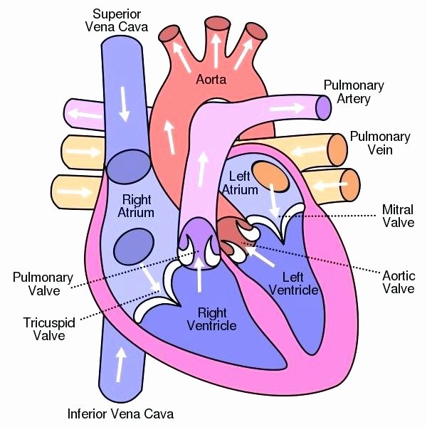 Printable Heart Diagram Printable Heart Diagram to Label – Thanksteam