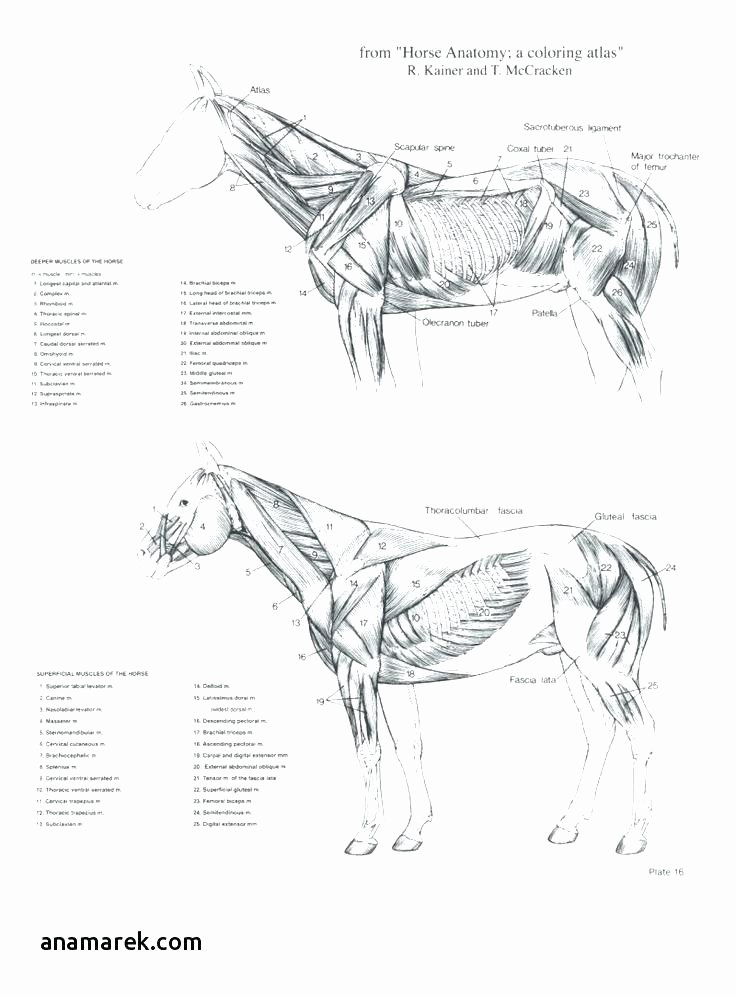 Printable Horse Anatomy Worksheets Anatomy Coloring Book Pages – Wodongaraiders