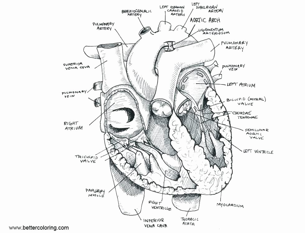 Printable Horse Anatomy Worksheets Anatomy Muscle Coloring Pages – Sebastianvargas