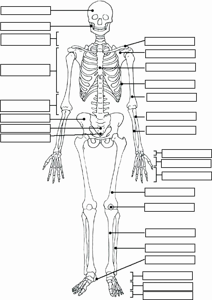 Printable Horse Anatomy Worksheets Free Anatomy Worksheets for College Printable Anatomy