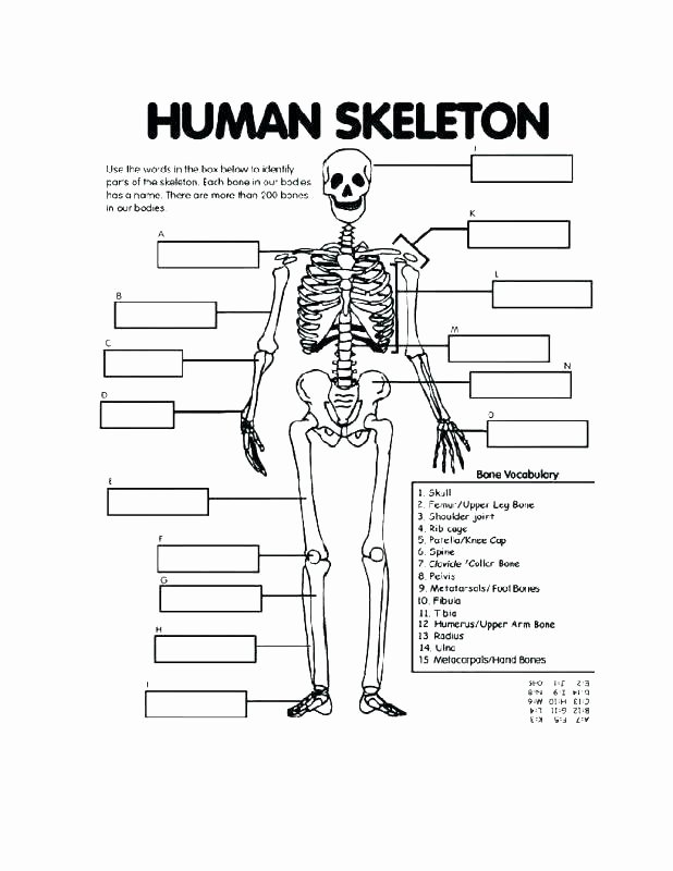 Printable Horse Anatomy Worksheets Free Printable Human Anatomy Worksheets