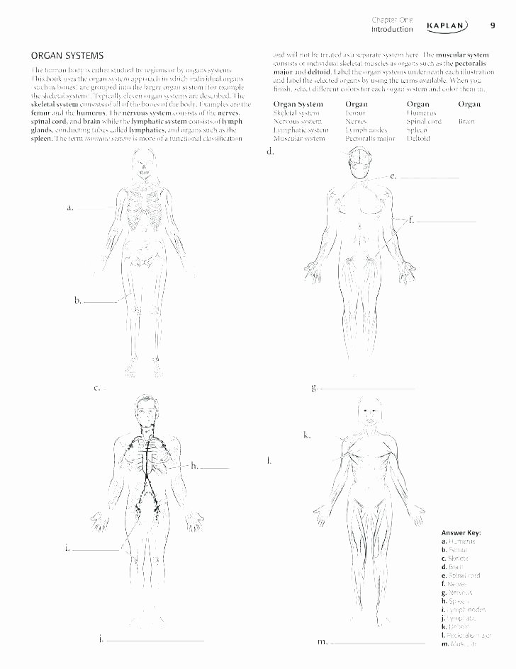 Printable Horse Anatomy Worksheets Horse Worksheets