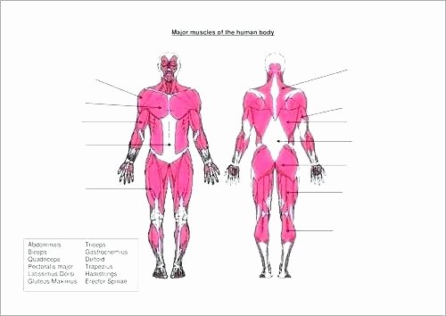 Printable Horse Anatomy Worksheets Human Skeleton Worksheets Kindergarten