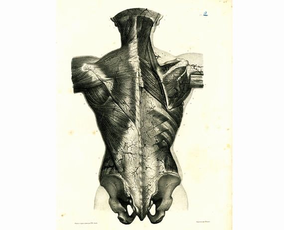 Printable Muscle Diagram 1836 Back Blood Vessel Circulatory System Artery Leg Foot