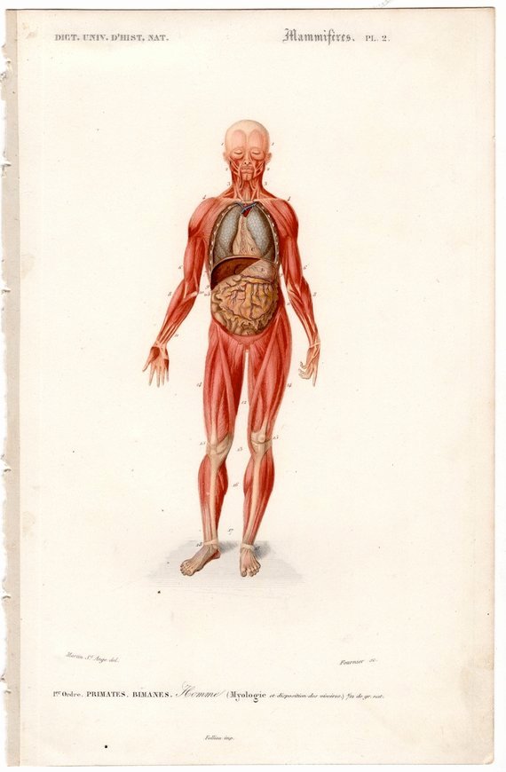 Printable Muscle Diagram 1861 Human Muscles Print original Antique Anatomy Engraving
