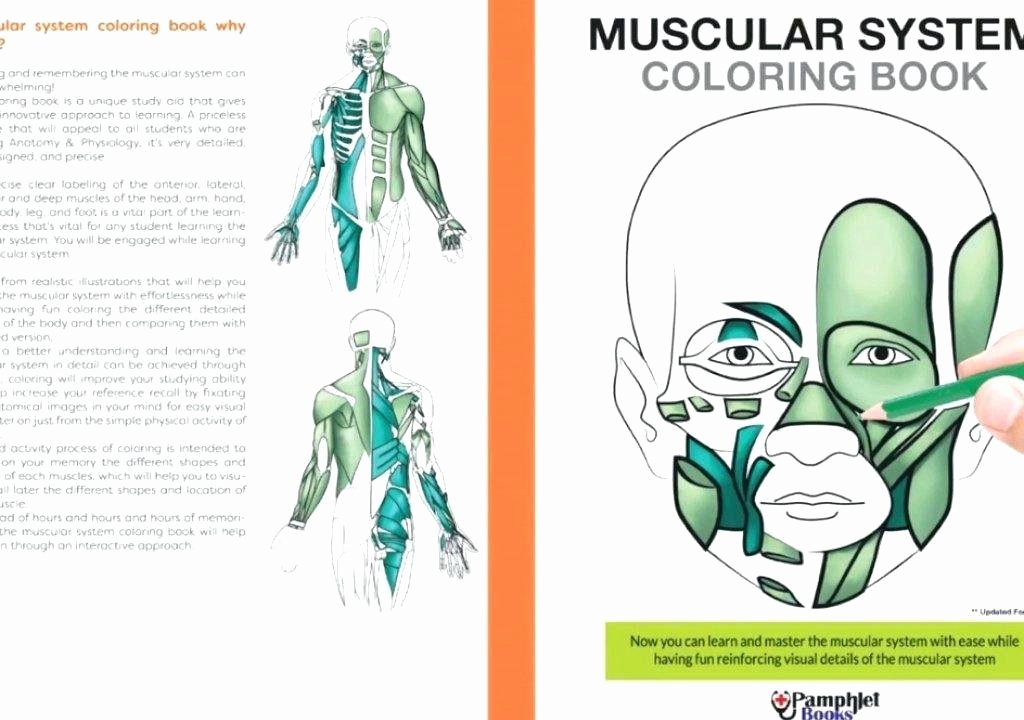 Printable Muscle Diagram 19 Simple with Additional for Anatomy and Physiology