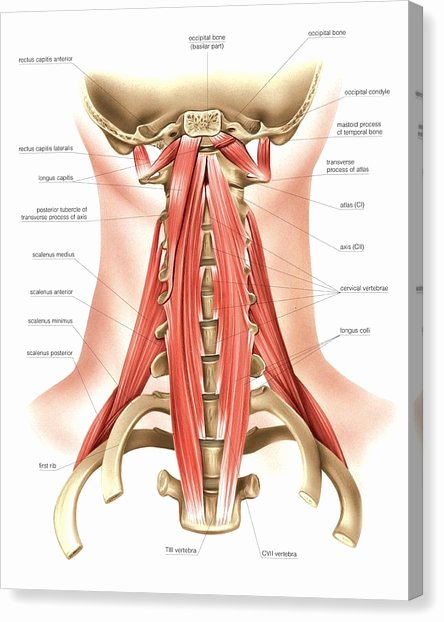Printable Muscle Diagram Anatomy Canvas Prints Page 45 Of 100