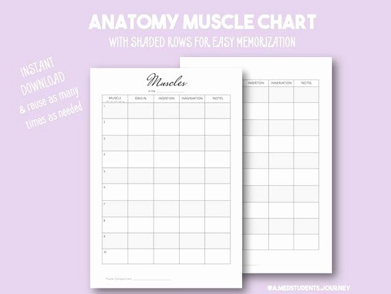 Printable Muscle Diagram Printable Able Anatomy Muscle Chart for Neat Notes