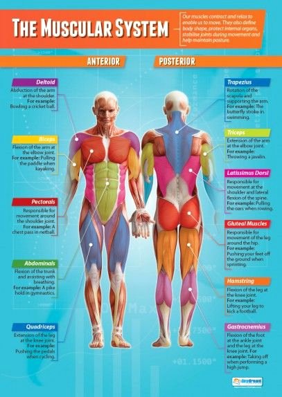 Printable Muscle Diagram the Muscular System Poster Classroom