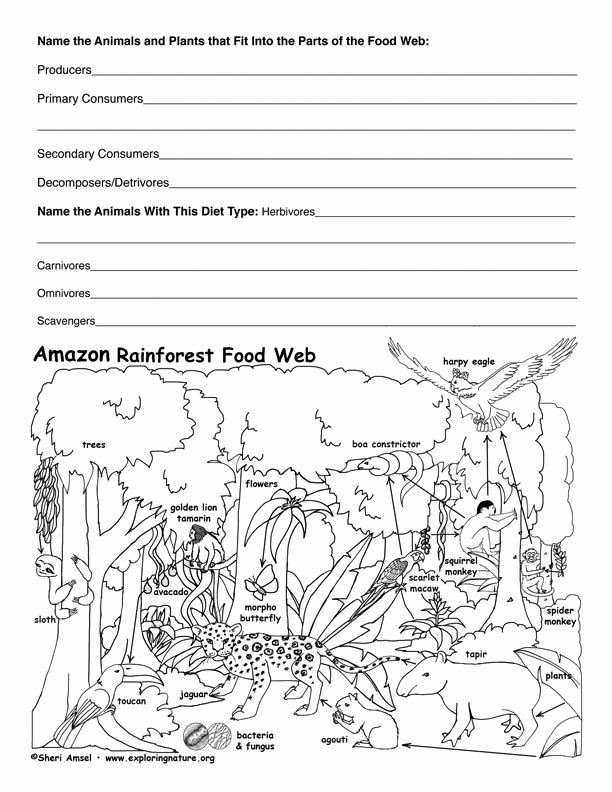 Rainforest Worksheets Free Food Chain Rainforest Worksheet Xrp Coin Full form Of