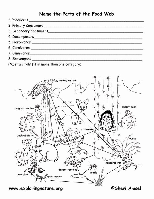 Rainforest Worksheets Free Food Chain Rainforest Worksheet Xrp Coin Full form Of