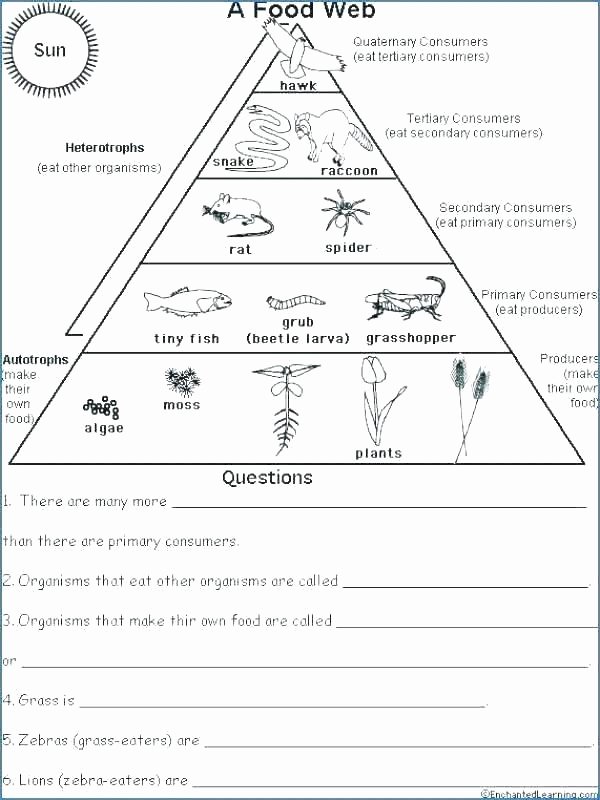 Rainforest Worksheets Free Free Food Chain Worksheets