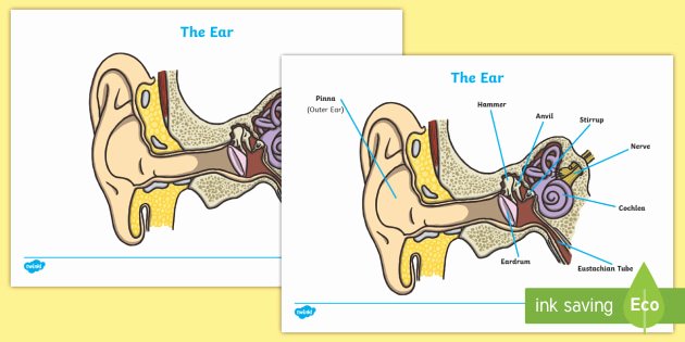 Science sound Worksheets Free Ear Worksheets Ear Biology Worksheet How Does