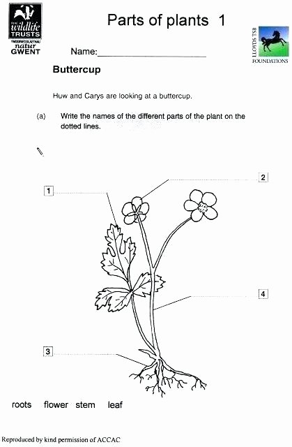 Science Worksheet 1st Grade First Grade Science Worksheets On Plants
