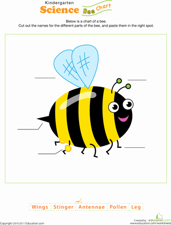 Science Worksheets for Kindergarten Free Bee Science Bee Activities