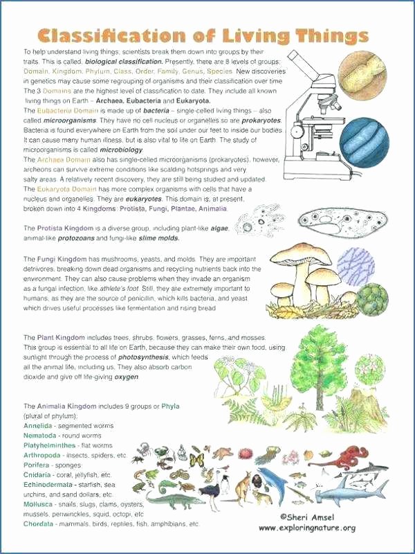 Sea Animal Worksheets Animal Habitat Worksheets for Kindergarten Animals and their