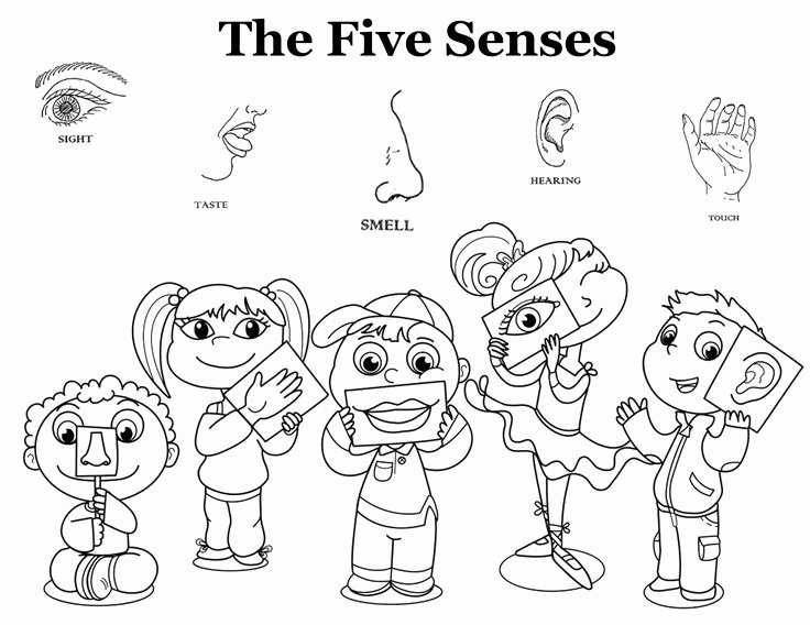 Sense Of Hearing Worksheet Unique Five Sense Worksheet New 821 Five Senses Preschool Coloring