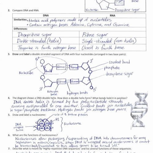 Skills Worksheet Dna Structure Kelly Chapman – Page 12 – Balancing Equations Worksheet
