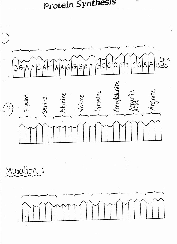Skills Worksheet Dna Structure Protein Synthesis Worksheet Answer Key Part A Dna Rna and