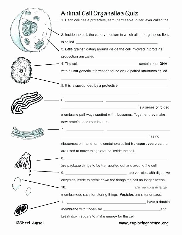 Skills Worksheet Dna Structure World History Map Skills Worksheets Latest French Teaching