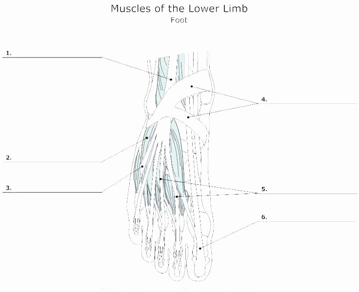 Unlabeled Muscle Diagram Worksheet Coloring Worksheet Fresh Elegant Picture Anatomy Coloring