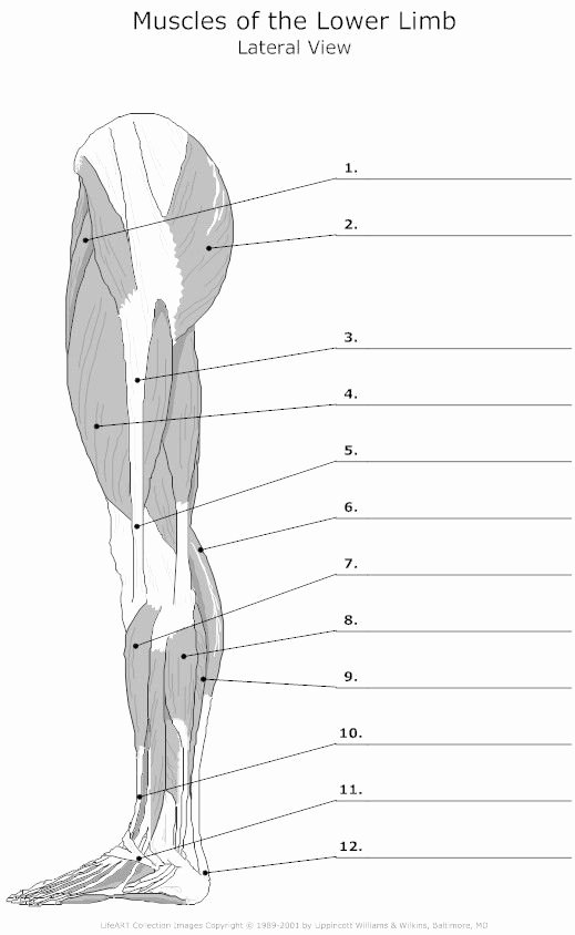 Unlabeled Muscle Diagram Worksheet Jenniferm Jennifermccool3 On Pinterest