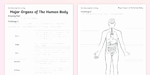 Unlabeled Muscle Diagram Worksheet Muscle Fill In the Blank Worksheets Human Anatomy Labeling