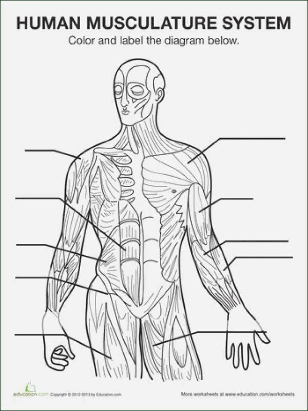 Unlabeled Muscle Diagram Worksheet Muscular System Sketch at Paintingvalley