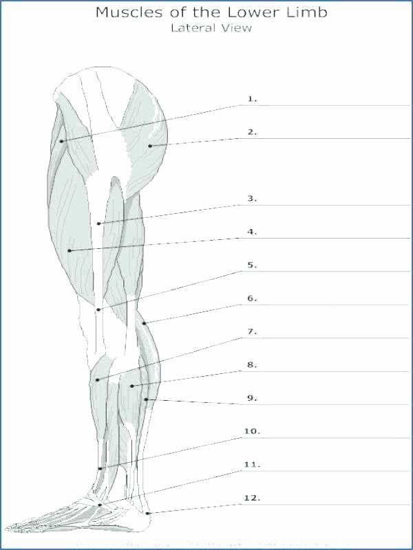 Unlabeled Muscle Diagram Worksheet Skull Diagram Blank